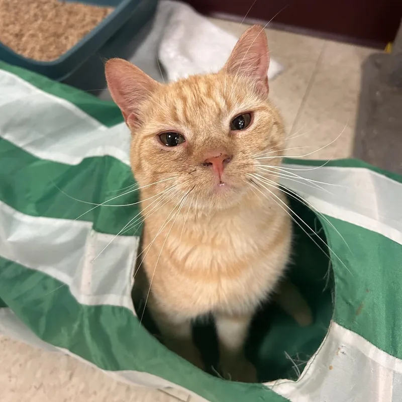 A young medium-sized male Orange / Red Domestic Short Hair cat named Jeriya for adoption in Waynesboro, PA