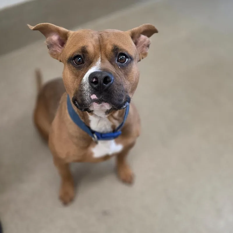 Nitrogen thumbnail 2