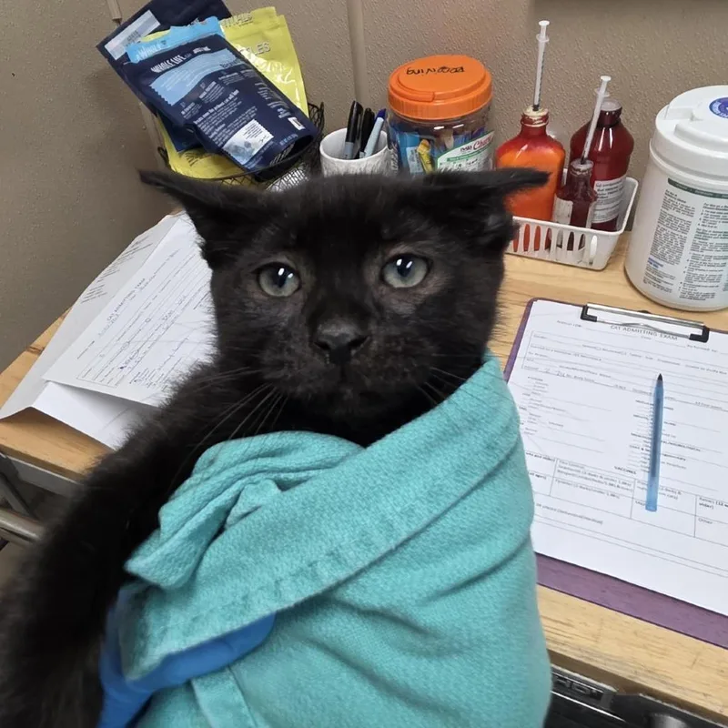 A baby small-sized male Black Domestic Short Hair cat named Unknown for adoption in Tacoma, WA