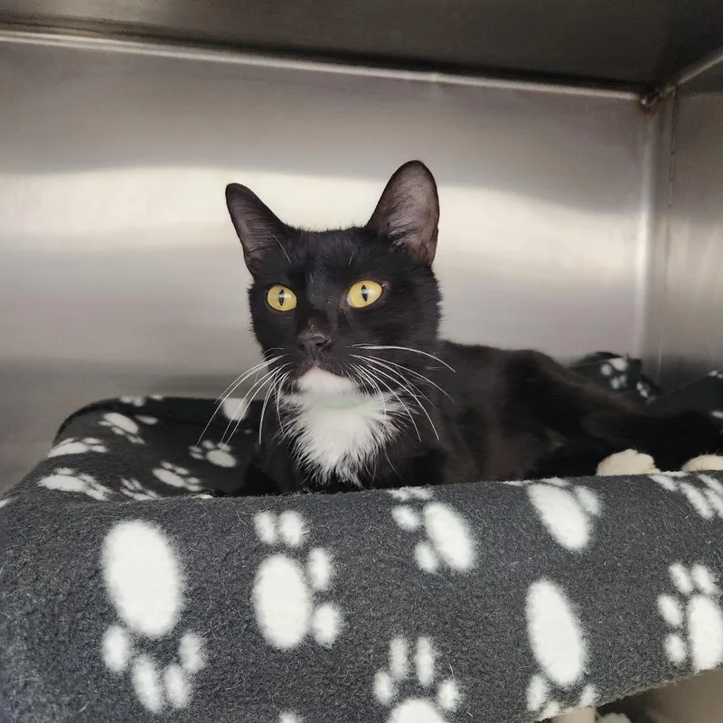 A young medium-sized female Black Domestic Short Hair cat named Swan for adoption in Fort Wayne, IN