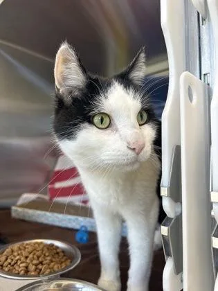 An adult large-sized male Black Domestic Short Hair cat named Oreo for adoption in Kansas City, MO