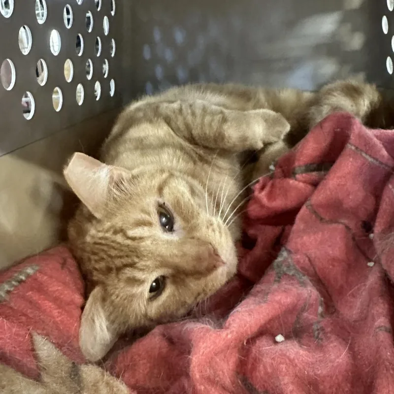 An adult large-sized male Orange / Red Domestic Short Hair cat named Toast for adoption in East Smithfield , PA