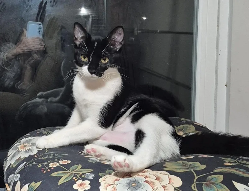 A baby medium-sized female Domestic Short Hair cat named Silvie for adoption in South Bend, IN