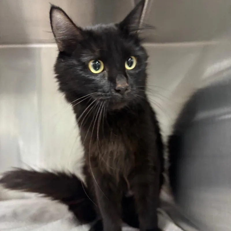 An adult medium-sized female Black Domestic Short Hair cat named Mamba for adoption in Spokane, WA