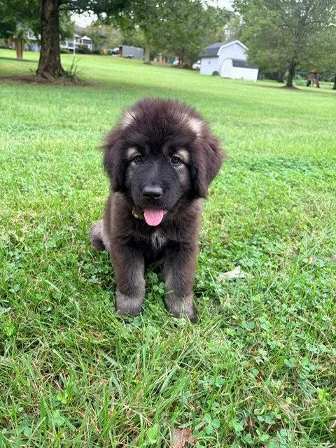 A baby extra large-sized female Caucasian Sheepdog / Caucasian Ovtcharka dog named Gamora for adoption in Chambersburg, PA