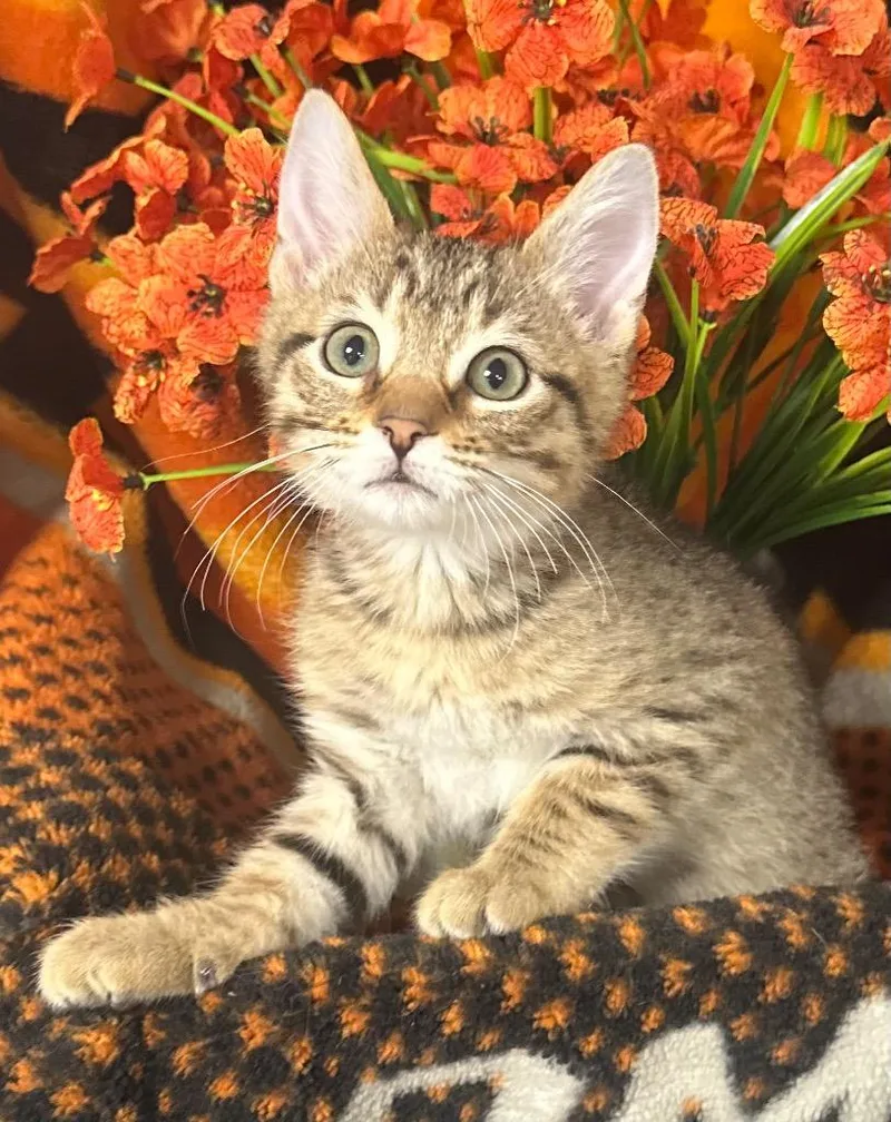 A baby small-sized male Domestic Short Hair cat named Domaso for adoption in Stillwater, OK