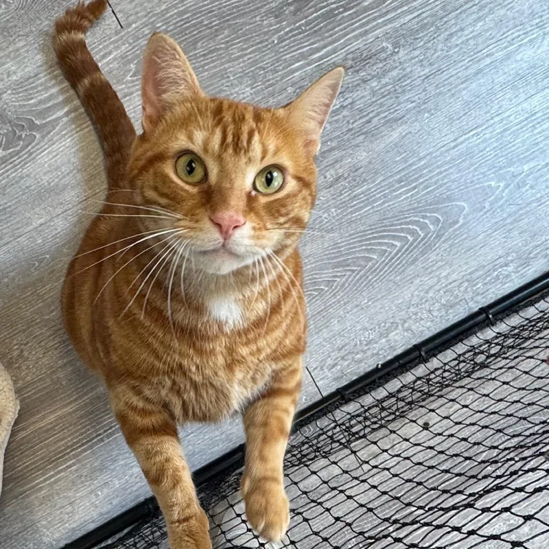 An adult extra large-sized male Orange / Red Domestic Short Hair cat named Simba for adoption in Baltimore, MD