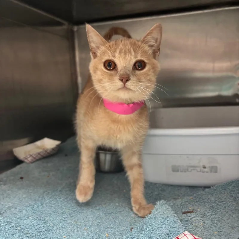 A baby small-sized female Orange / Red Domestic Short Hair cat named Ham for adoption in Lakeland, FL