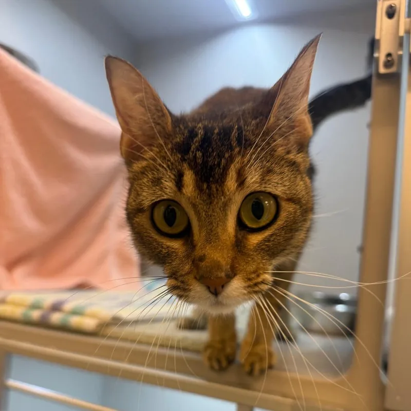 A young medium-sized female Brown / Chocolate Domestic Short Hair cat named Blossom for adoption in Pittsburgh, PA