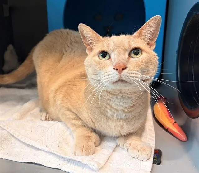 An adult medium-sized male Domestic Short Hair cat named Mitts for adoption in Leesburg, VA