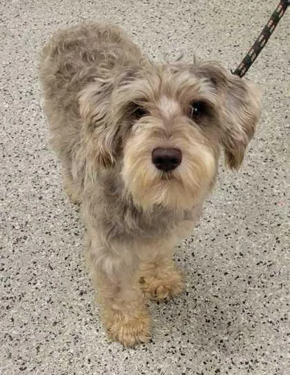 An adult small-sized male Brown / Chocolate Schnauzer dog named Matt for adoption in Kansas City, MO