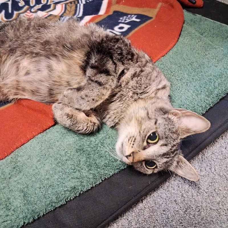 An adult medium-sized female Brown / Chocolate Domestic Short Hair cat named Zena for adoption in Waukesha, WI