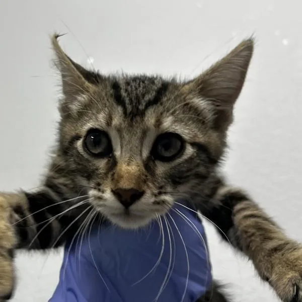 A young medium-sized male Domestic Short Hair cat named Gavin Garcia for adoption in Escondido, CA