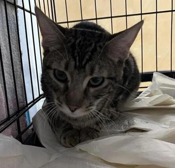 Gavin Garcia thumbnail 2