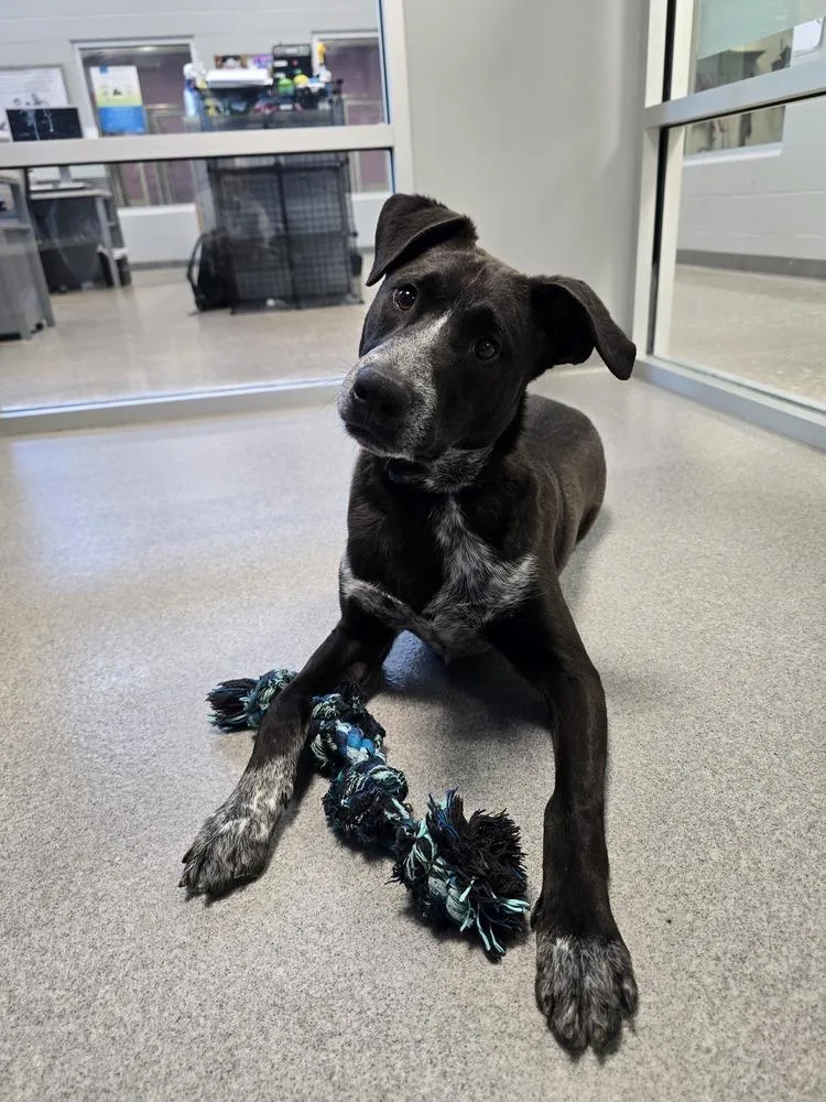A young medium-sized male Tricolor (Brown, Black, & White) Australian Cattle Dog / Blue Heeler dog named Security for adoption in Wellington, KS