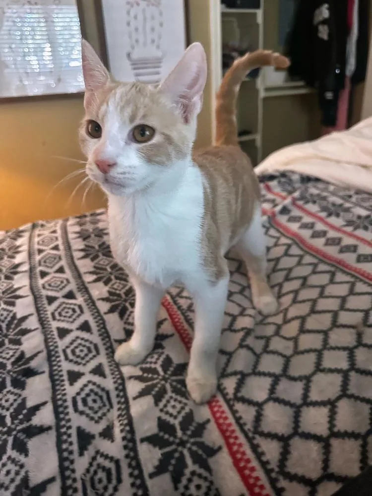 Milo Bobbinsky I thumbnail 2