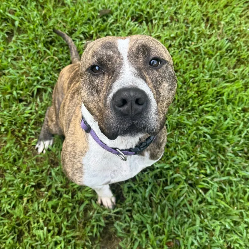 An adult medium-sized male Brindle Mixed Breed dog named Harbor for adoption in Columbus, GA
