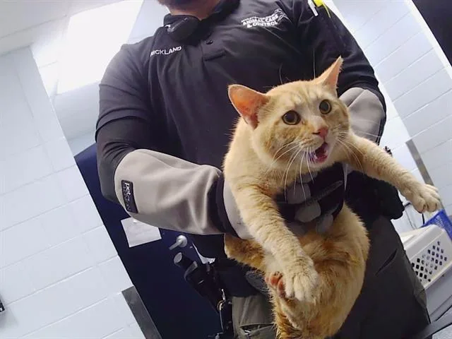 An adult large-sized male Domestic Short Hair cat named Boone for adoption in Charlotte, NC