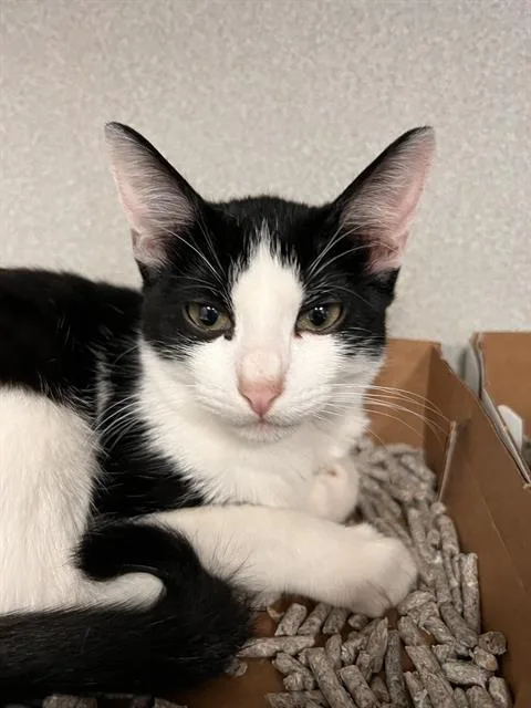 A young medium-sized female Domestic Short Hair cat named Milo for adoption in Dallas, TX