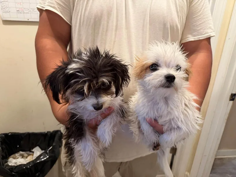 A baby small-sized female White / Cream Cavapoo dog named Cavapoo girl for adoption in Agua Dulce, CA