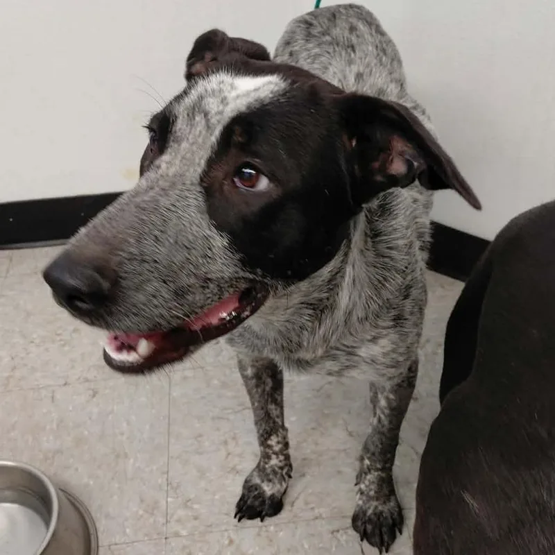 A young medium-sized male Australian Cattle Dog / Blue Heeler dog named Freckles for adoption in Bastrop, TX