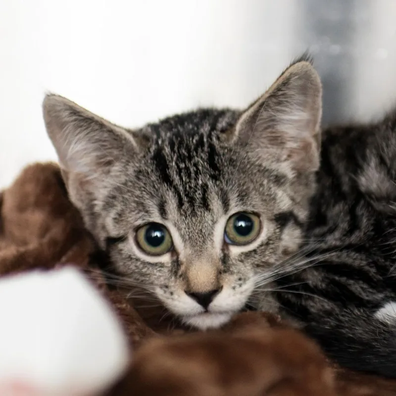 A baby small-sized female Brown / Chocolate Domestic Short Hair cat named Percy for adoption in Middletown, RI
