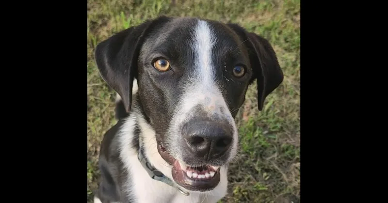 An adult large-sized male Tricolor (Brown, Black, & White) Great Pyrenees dog named Humphrey for adoption in Dallas, TX