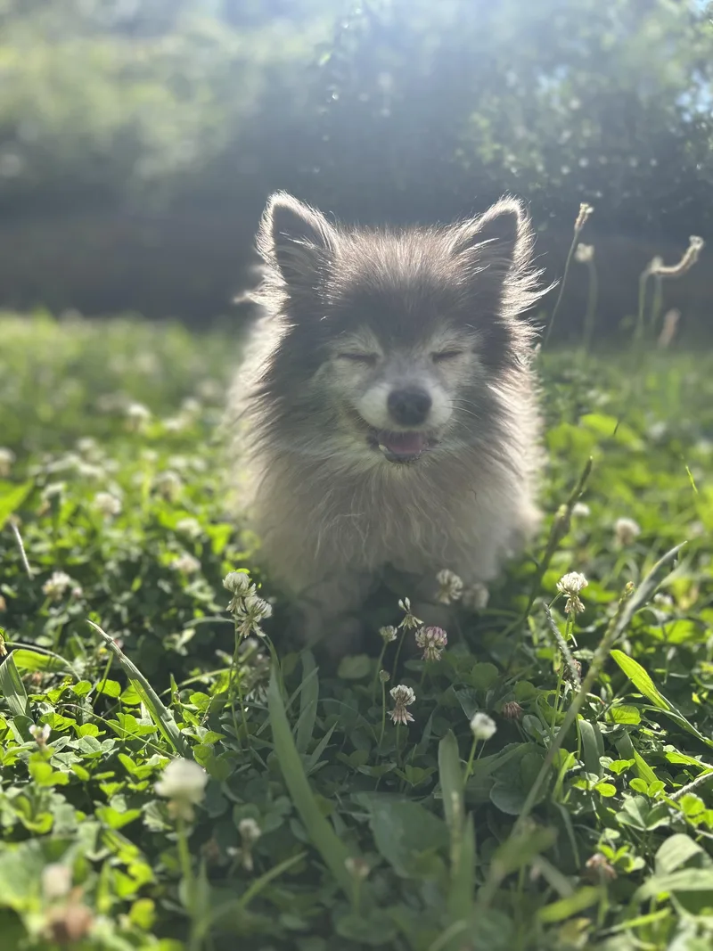 A senior small-sized female Gray / Blue / Silver Pomeranian dog named Moira Rose for adoption in Clarksville, TN