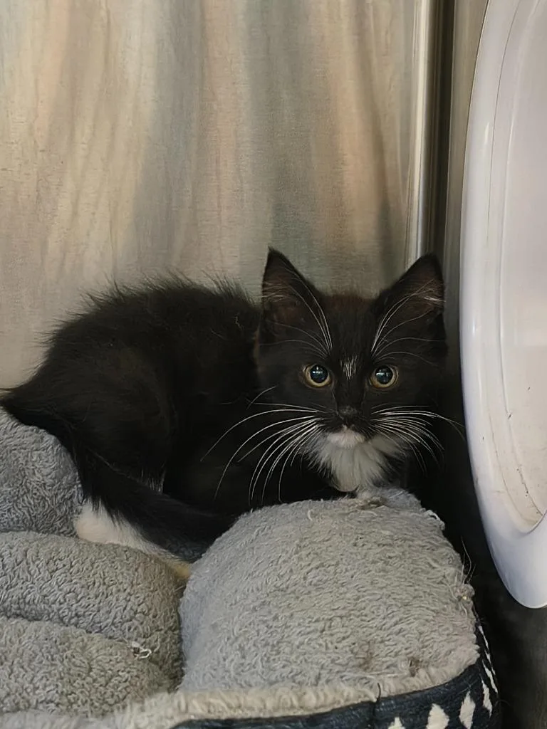 A baby medium-sized male Domestic Short Hair cat named Jarvis for adoption in Maryville, TN