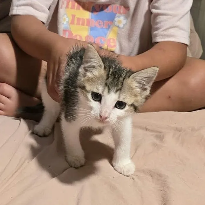 A baby medium-sized male Tabby (Buff / Tan / Fawn) Domestic Short Hair cat named Luke for adoption in Caldwell, TX