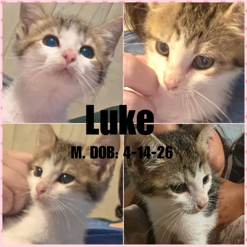 Luke thumbnail 3