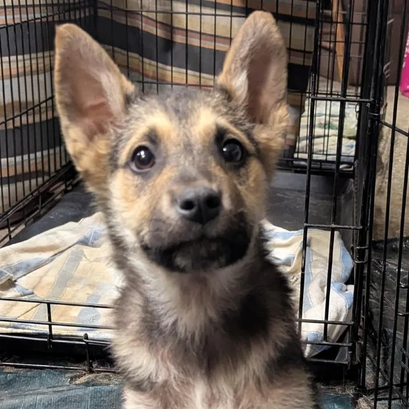 A baby small-sized male Brown / Chocolate Mixed Breed dog named Disco for adoption in Bismarck, ND