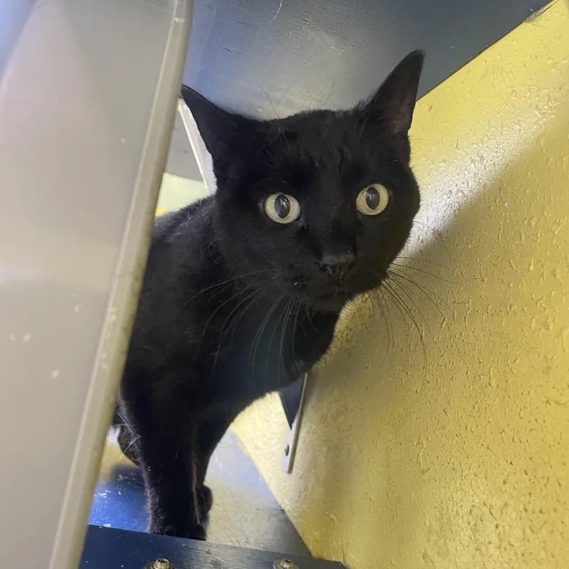 A senior small-sized female Black Domestic Short Hair cat named Olivia for adoption in West Des Moines, IA