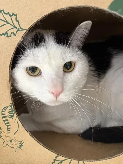 An adult medium-sized male Domestic Short Hair cat named Baguette for adoption in West Chester, PA