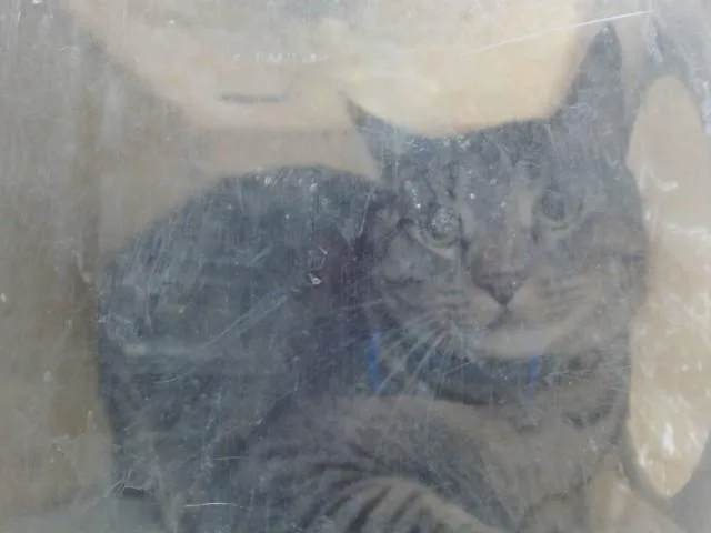 A young small-sized male Domestic Short Hair cat named Nicky for adoption in Salinas, CA