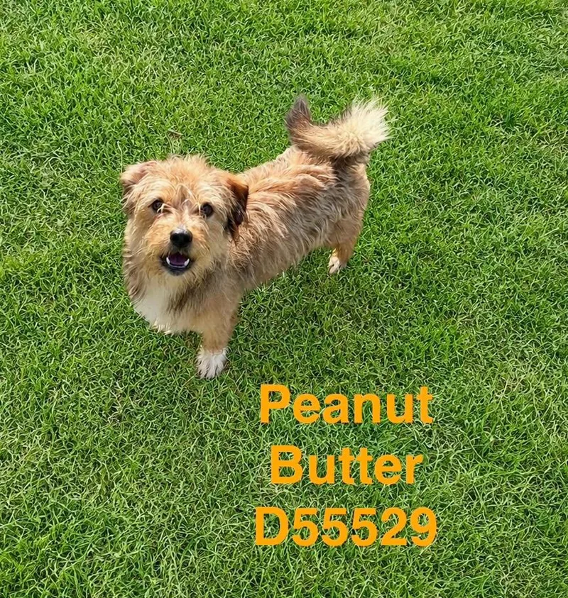 Peanut Butter