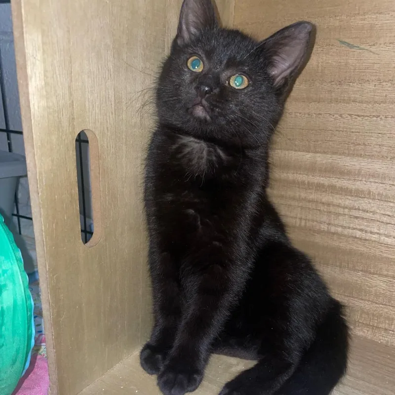 A baby small-sized male Black Domestic Short Hair cat named Ganon for adoption in Carmel, IN