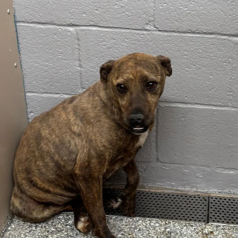 An adult medium-sized female Brown / Chocolate Pit Bull Terrier dog named Tigger for adoption in Taos, NM