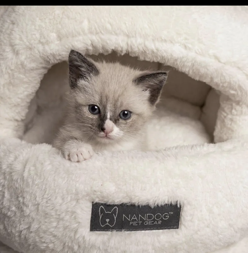 A baby medium-sized male Blue Point Ragdoll cat named Toto And Toby for adoption in Beverly Hills, CA