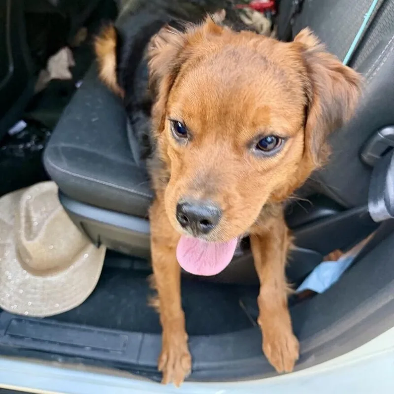 A young medium-sized male Tricolor (Brown, Black, & White) Beagle dog named Beau for adoption in Houston, TX