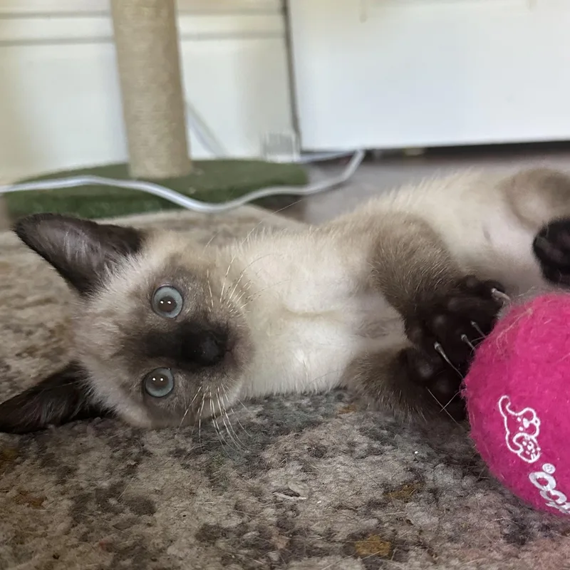 A baby medium-sized female Domestic Short Hair cat named Canela for adoption in Davis, CA