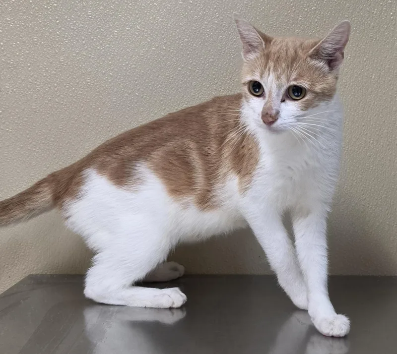 A young medium-sized female Domestic Short Hair cat named Ginger for adoption in Brainerd, MN