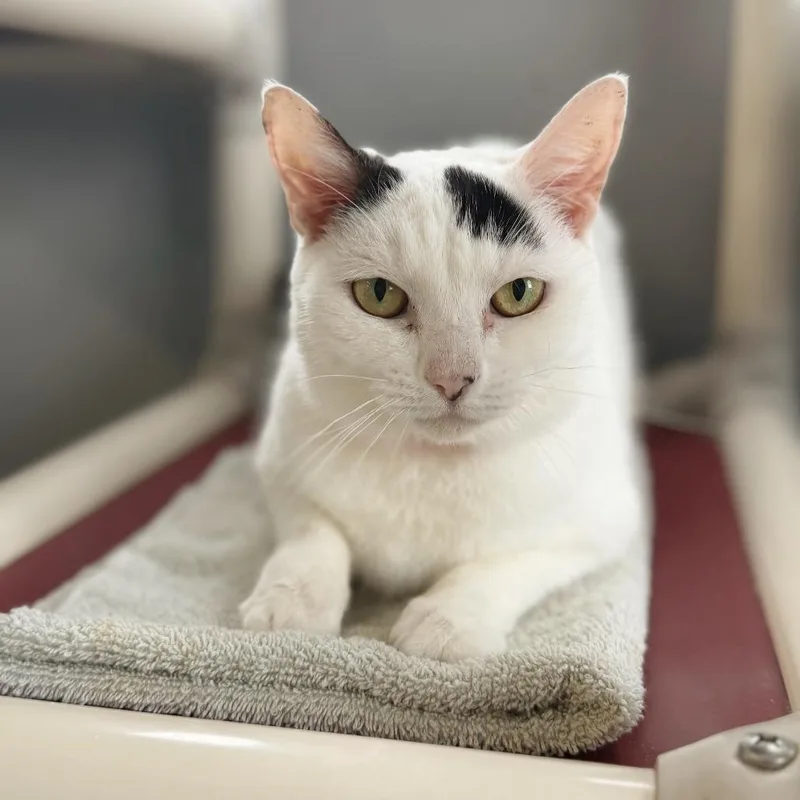 An adult medium-sized female White Domestic Short Hair cat named Benson for adoption in Hamburg, NY