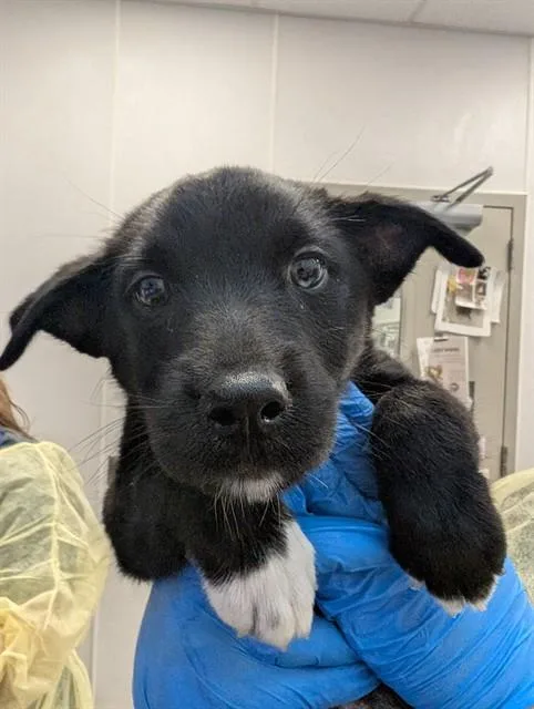 A baby small-sized female Siberian Husky dog named A for adoption in Tucson, AZ