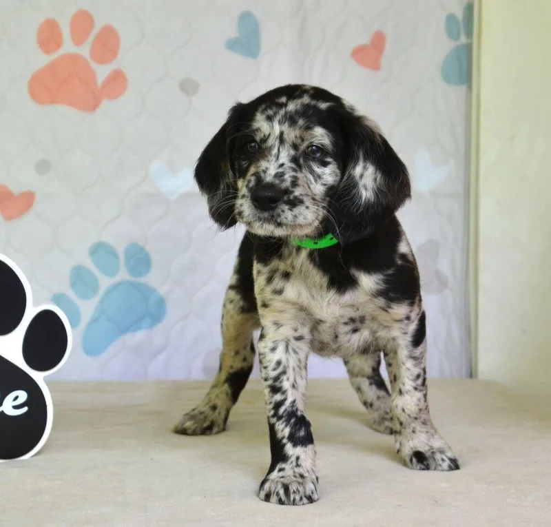 A baby medium-sized male Merle (Blue) Spaniel dog named Jesse for adoption in Willingboro, NJ