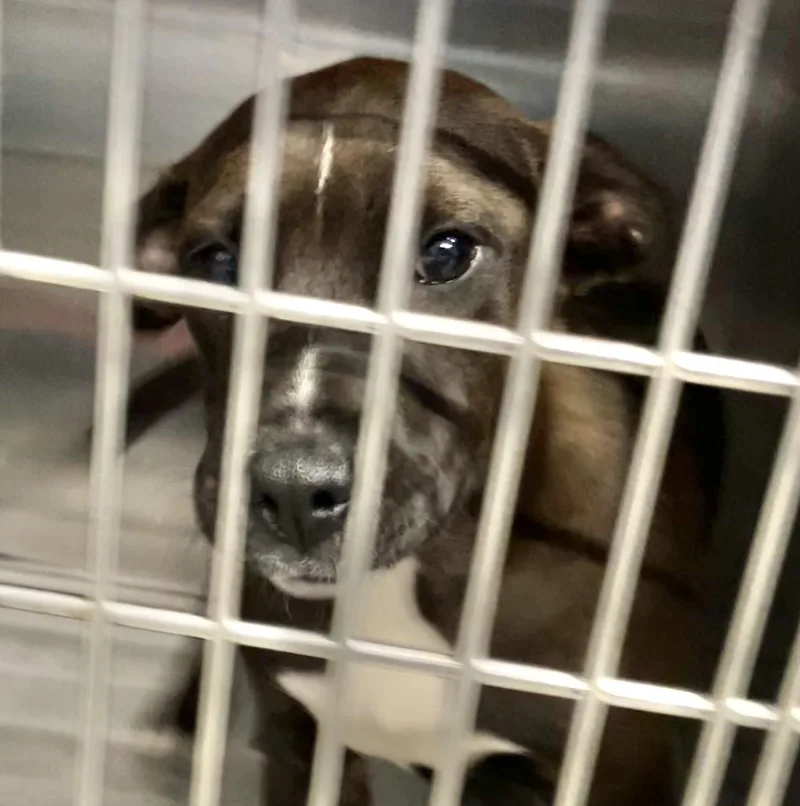 A baby medium-sized female White / Cream Mixed Breed dog named Foona for adoption in Parma, OH