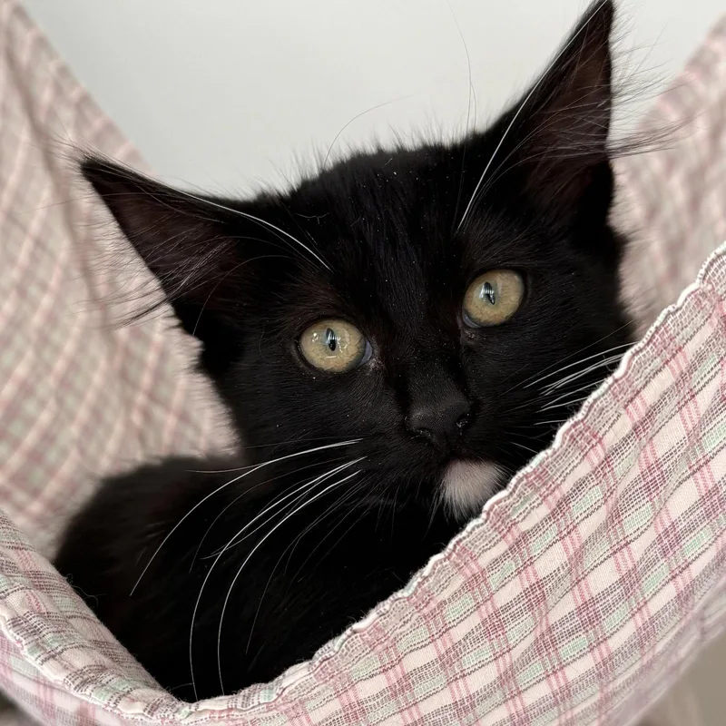 A baby small-sized female Black Domestic Short Hair cat named Amber for adoption in Oakland, CA