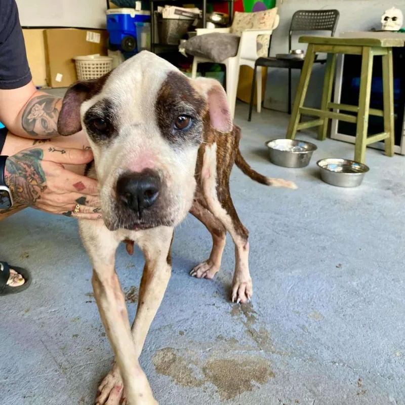 An adult medium-sized female White / Cream Mixed Breed dog named Graceland for adoption in Frederiksted, VI