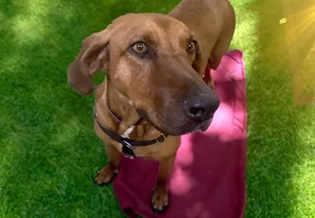 An adult medium-sized male Redbone Coonhound dog named Walker for adoption in Fort Lauderdale, FL
