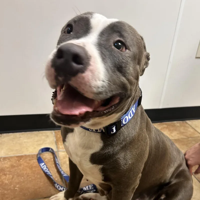 An adult large-sized female Gray / Blue / Silver Pit Bull Terrier dog named FWT Rain for adoption in Midland, TX